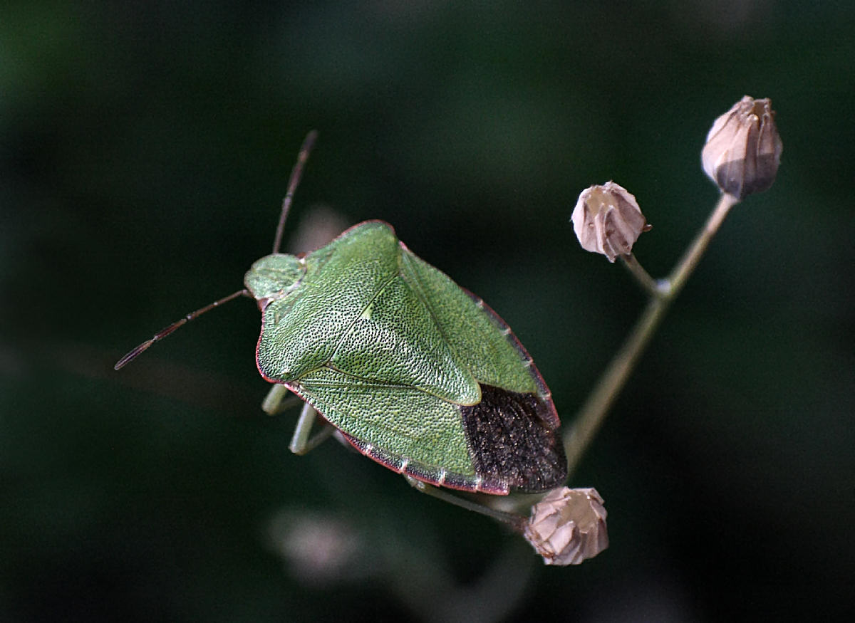 Pentatomidae: Palomena prasina della Lombardia (MB)